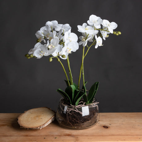 Hill Interiors White Orchid in a clear glass pot with tall faux phalaenopsis stems, green leaves and visible roots, displayed on a wooden surface.