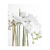 Hill Interiors Large White Orchid with cascading Phalaenopsis blooms and buds supported by bamboo canes, shown against a plain white background.
