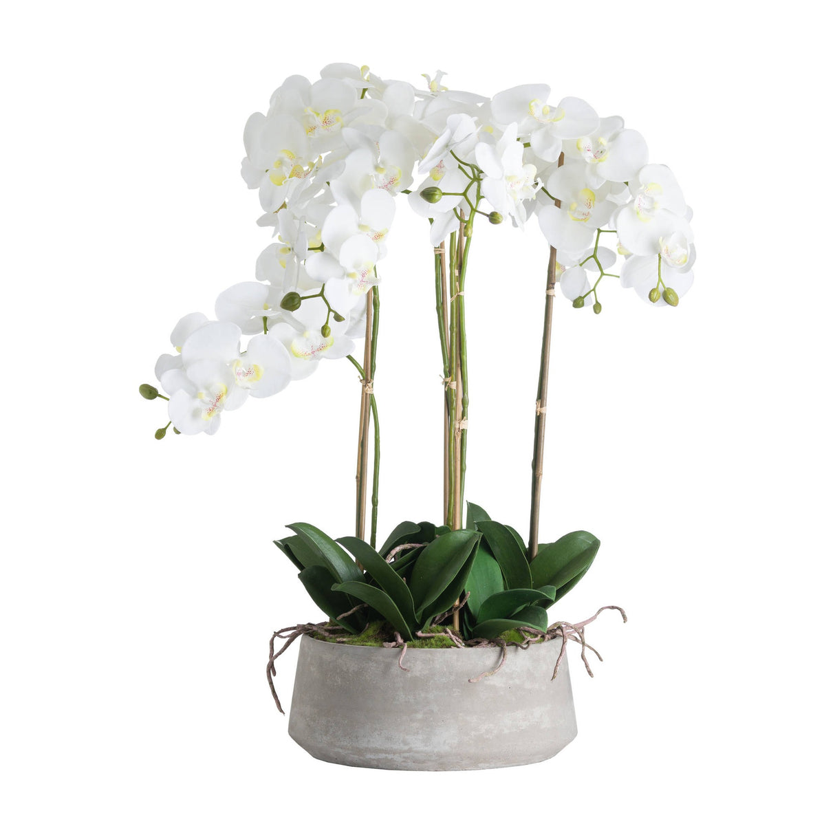 Large White Orchid In Stone Pot