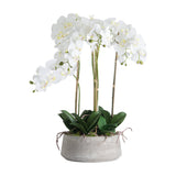 Large White Orchid In Stone Pot
