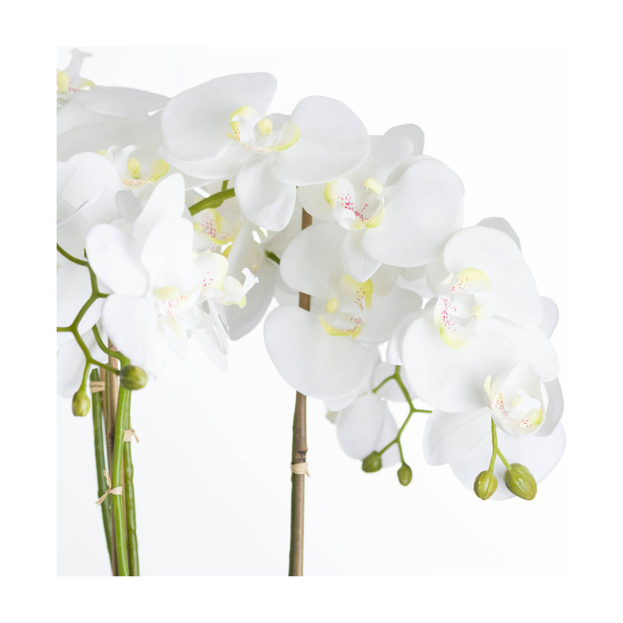 Large White Orchid In Stone Pot
