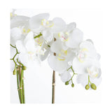 Large White Orchid In Stone Pot