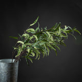 Hill Interiors Eucalyptus Nicholii Spray with narrow green leaves on arching stems, displayed in a galvanised metal bucket against a dark background.