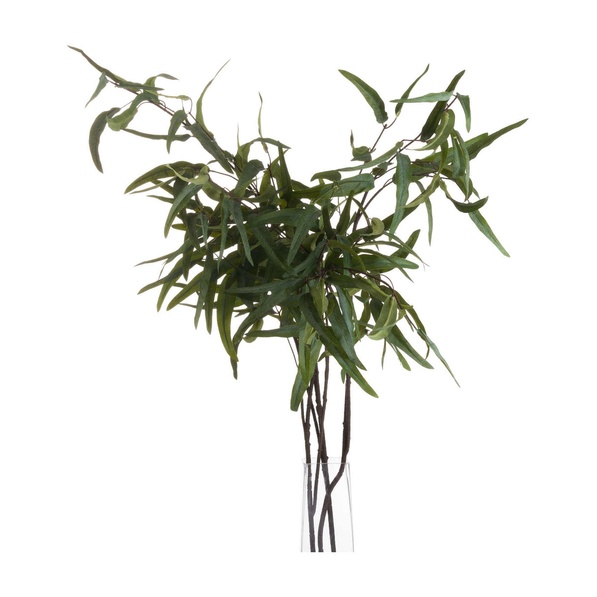 Hill Interiors Eucalyptus Nicholii Spray with slender green leaves on arching stems in a tall clear glass vase against a white background.