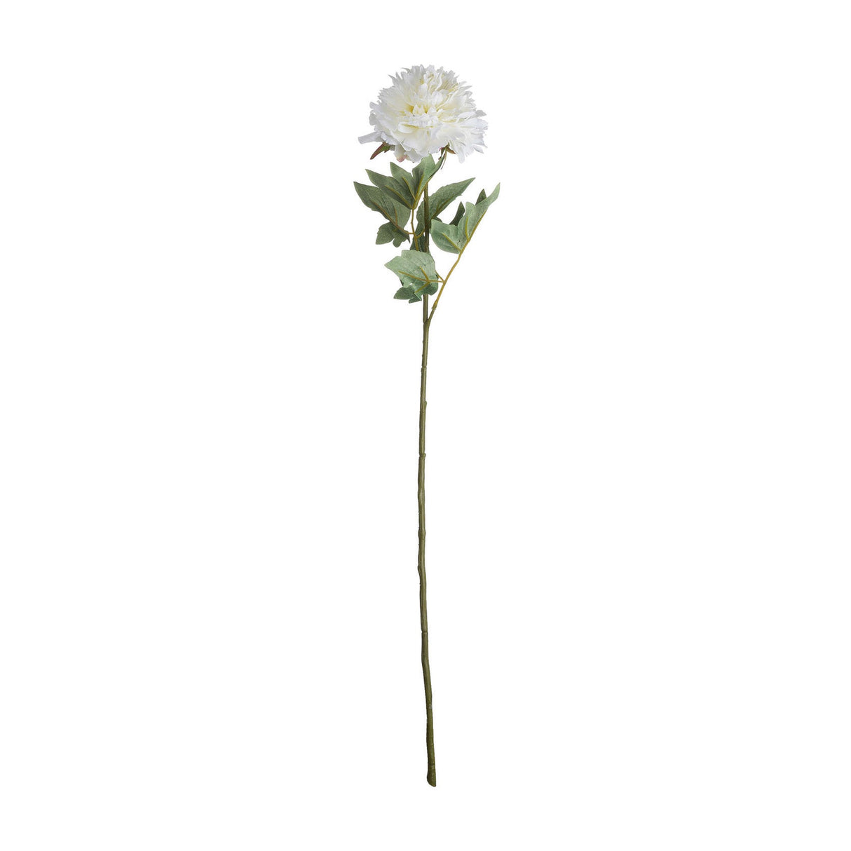Classic White Peony