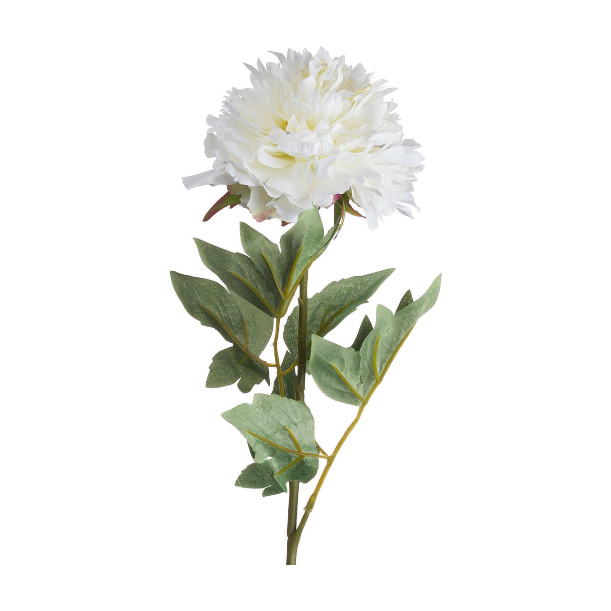 Classic White Peony