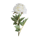 Classic White Peony