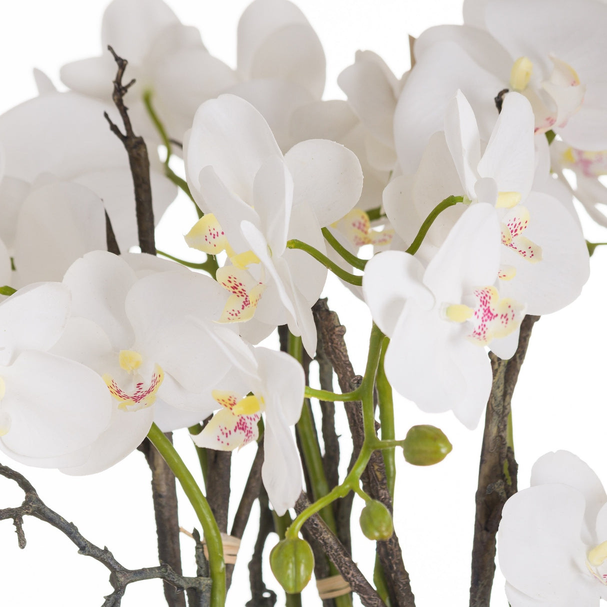 Close-up of Hill Interiors Large Stone Potted Orchid With Roots, showing white phalaenopsis blooms with yellow and pink centres on slender stems.