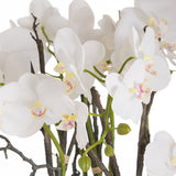 Close-up of Hill Interiors Large Stone Potted Orchid With Roots, showing white phalaenopsis blooms with yellow and pink centres on slender stems.