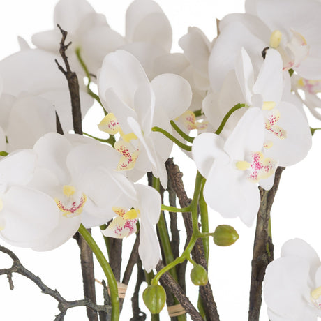 Close-up of Hill Interiors Large Stone Potted Orchid With Roots, showing white phalaenopsis blooms with yellow and pink centres on slender stems.