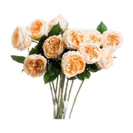 Butter Portland Rose