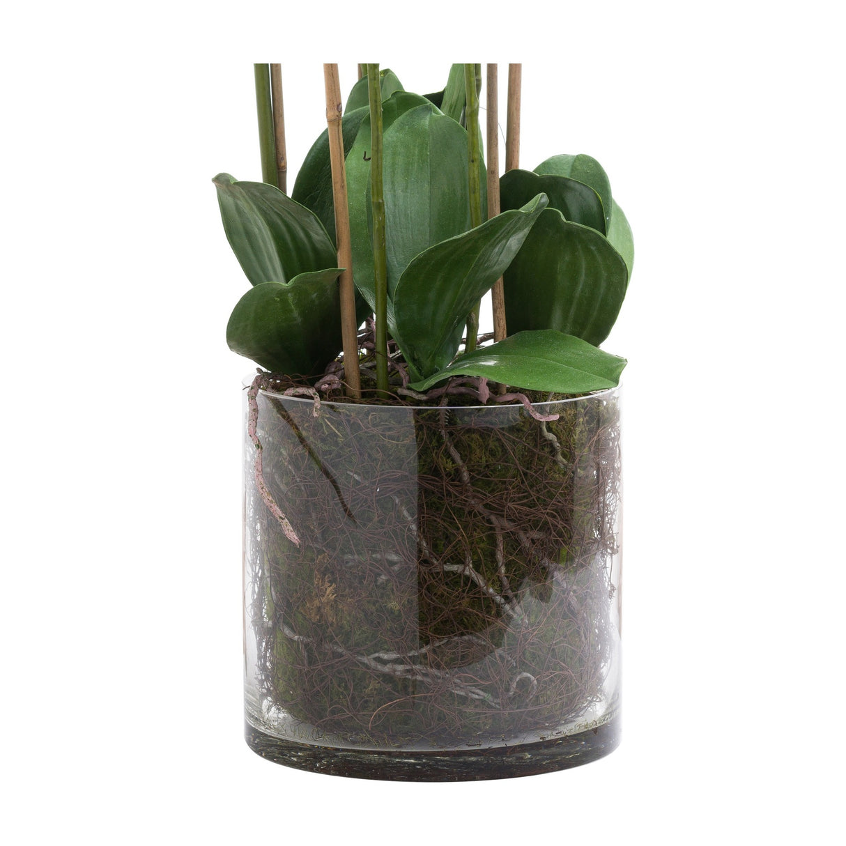 Hill Interiors Large White Tall Orchid in a clear glass pot, showing the green leaves, support canes and faux roots with moss detail inside.