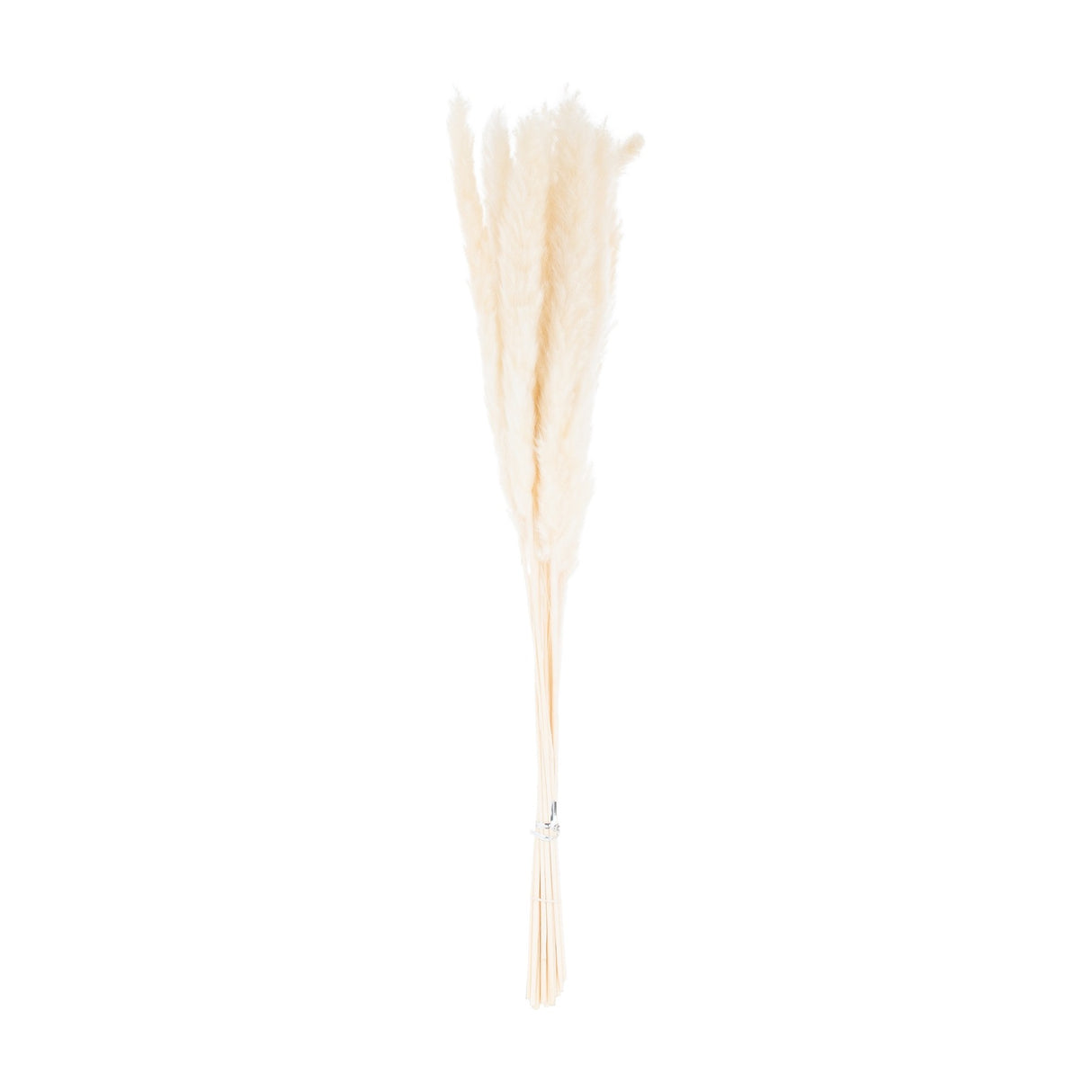 Hill Interiors Mini White Pampas Grass bunch of 15 faux stems with soft feathery plumes, tied at the base, shown against a plain white background.