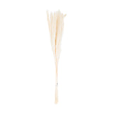 Hill Interiors Mini White Pampas Grass bunch of 15 faux stems with soft feathery plumes, tied at the base, shown against a plain white background.