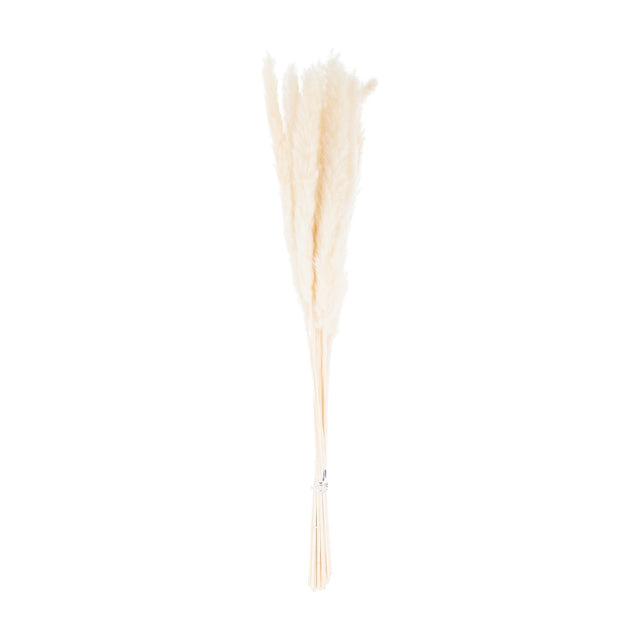 Hill Interiors Mini White Pampas Grass bunch of 15 faux stems with soft feathery plumes, tied at the base, shown against a plain white background.