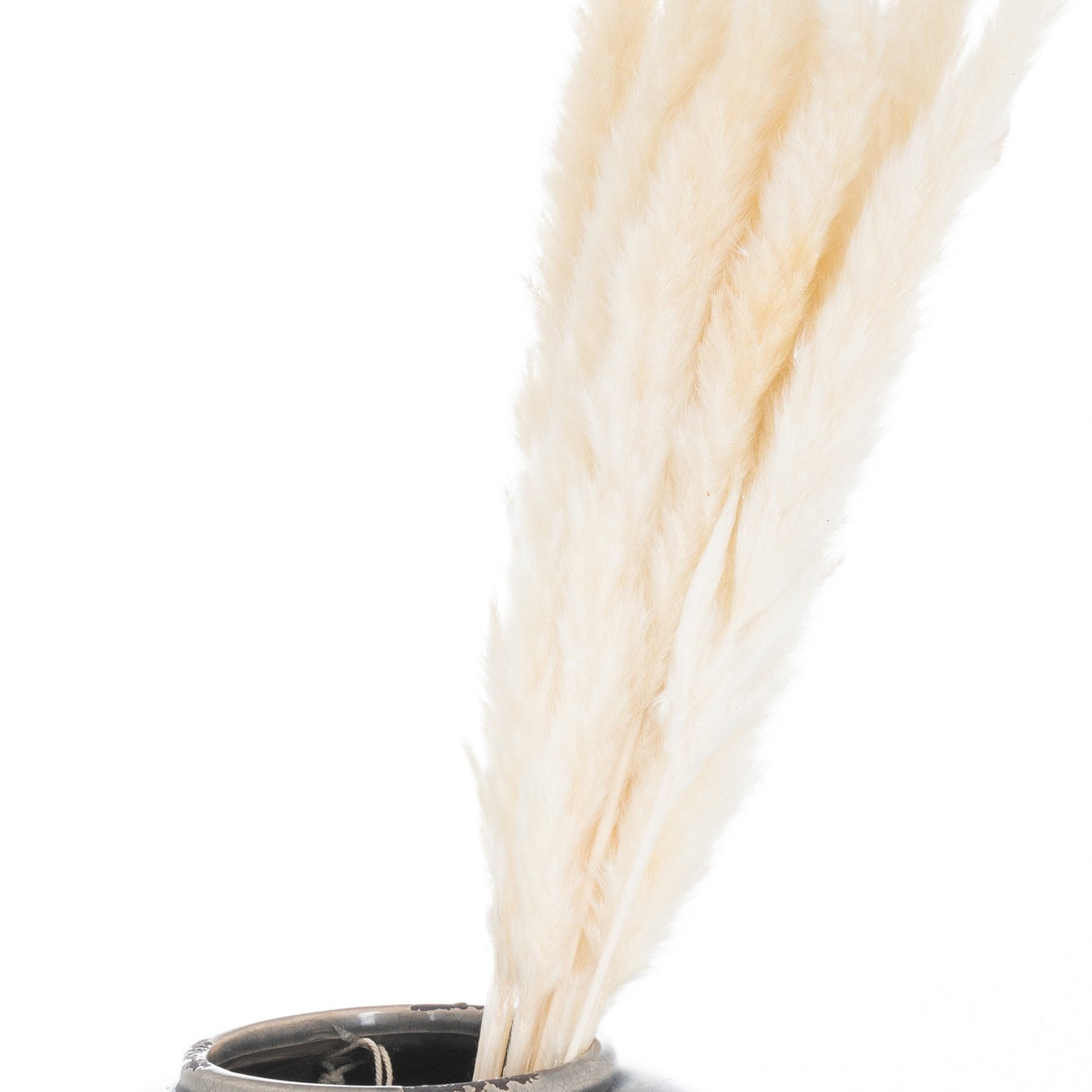 Hill Interiors Mini White Pampas Grass bunch of 15 with fluffy cream plumes arranged in a dark ceramic vase against a plain white background.