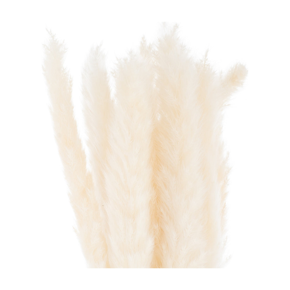 Hill Interiors Mini White Pampas Grass Bunch of 15 with tall feathery cream plumes on a plain white background.