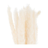 Hill Interiors Mini White Pampas Grass Bunch of 15 with tall feathery cream plumes on a plain white background.