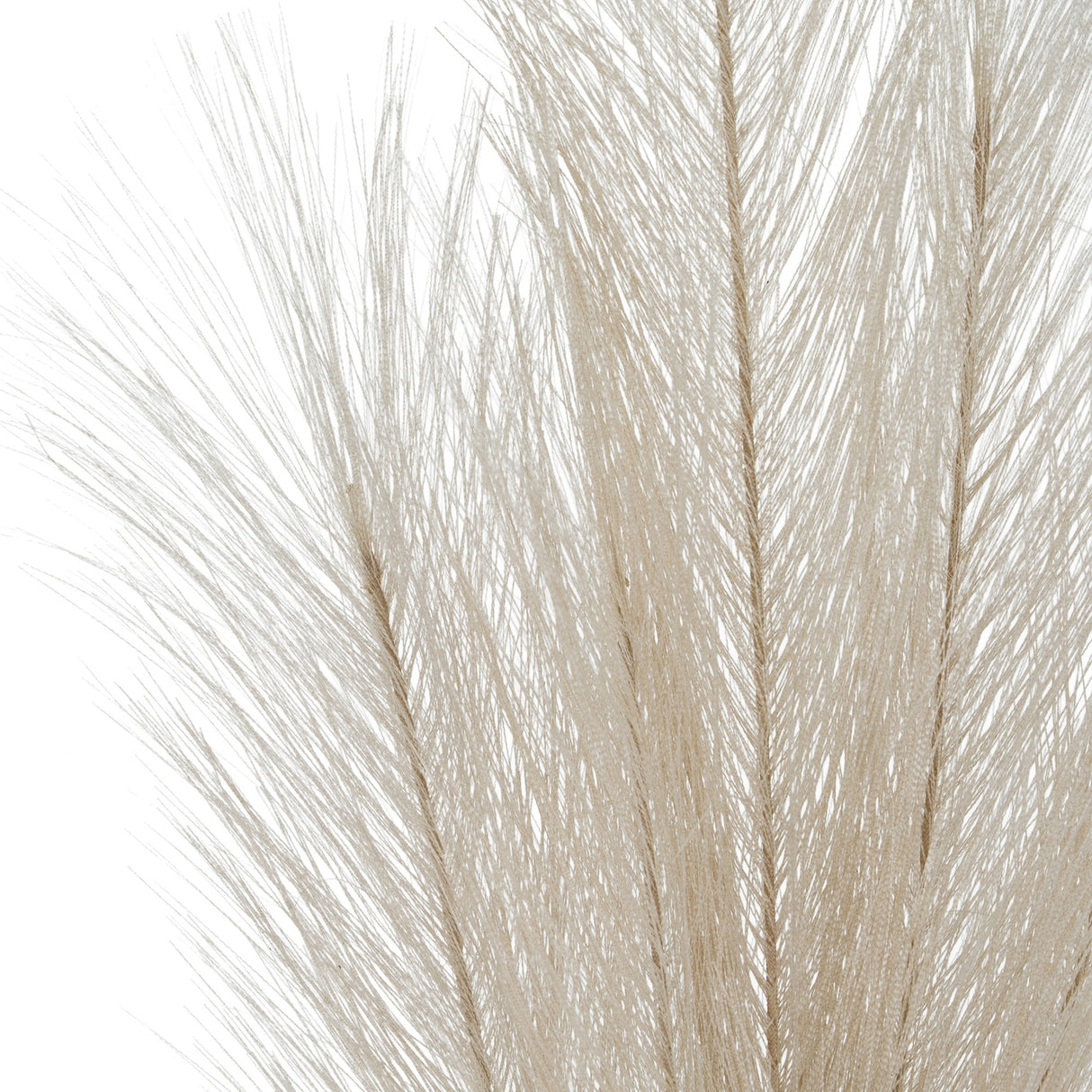 Close-up of Hill Interiors Bleached Large Faux Pampas Grass Stem, showing fine white feathery plumes fanning out against a plain white background.