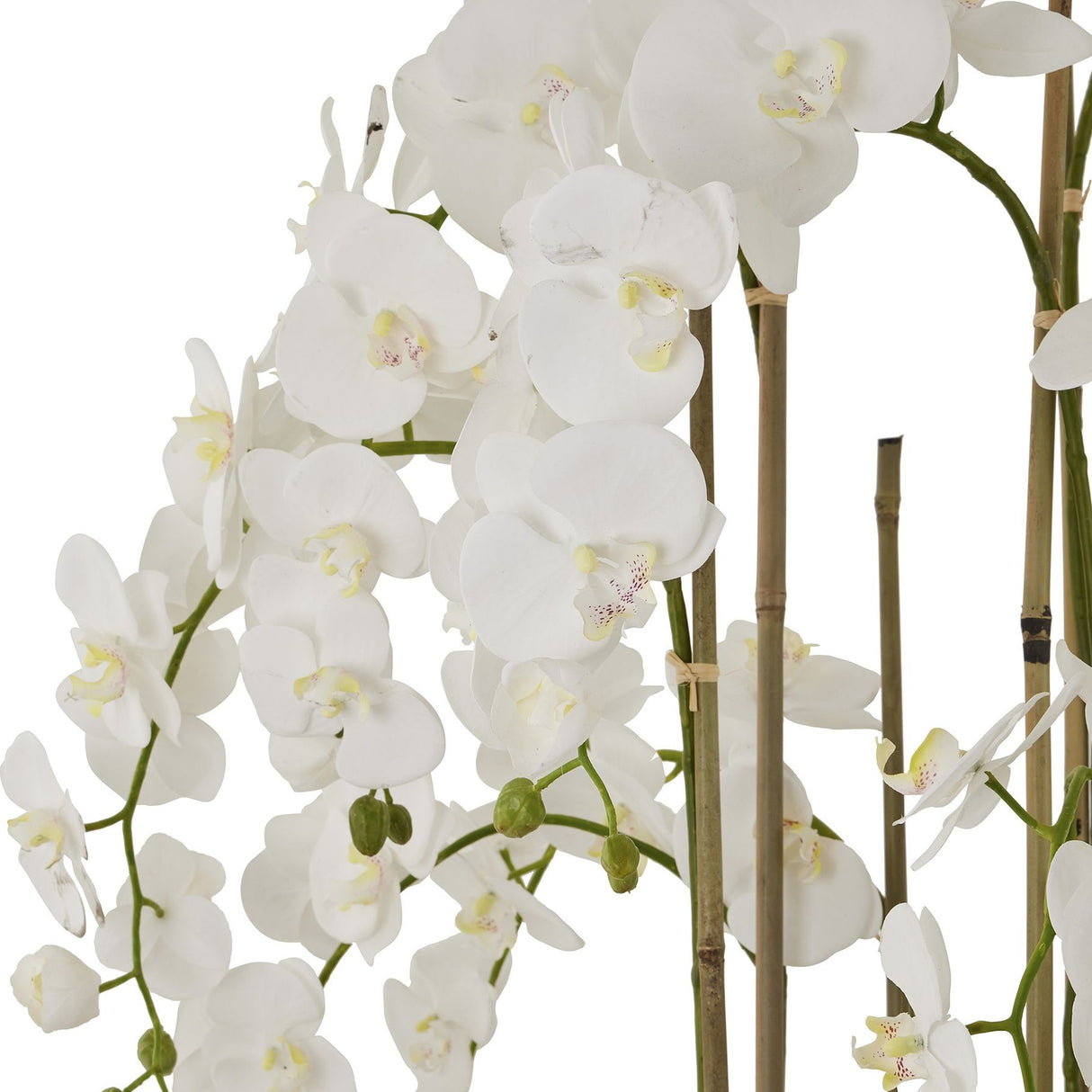 Close-up of the Hill Interiors Large White Orchid, showing arching stems of white Phalaenopsis blooms and buds supported by slim bamboo canes.