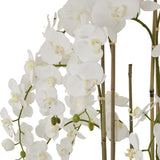 Close-up of the Hill Interiors Large White Orchid, showing arching stems of white Phalaenopsis blooms and buds supported by slim bamboo canes.