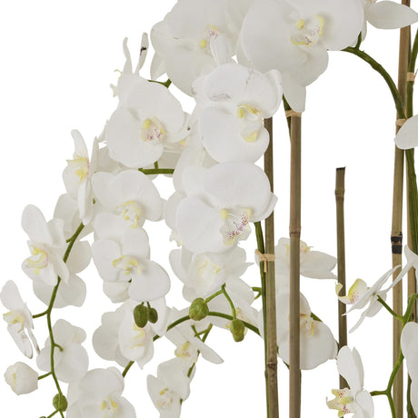 Close-up of the Hill Interiors Large White Orchid, showing arching stems of white Phalaenopsis blooms and buds supported by slim bamboo canes.