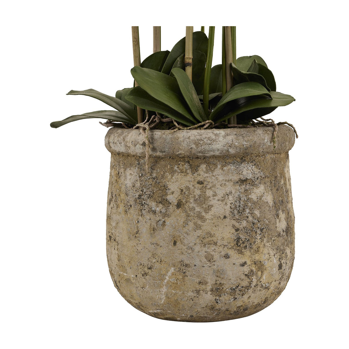 Hill Interiors Large White Orchid base showing broad green leaves and bamboo stem supports set in an aged stone pot against a white background.