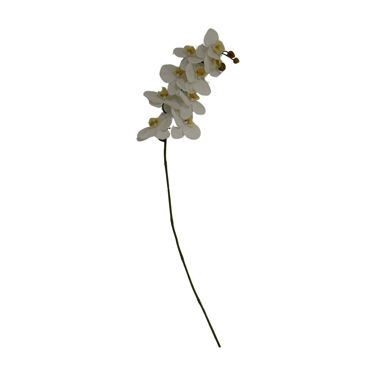 Tall white butterfly orchid stem by Hill Interiors with hand-finished Phalaenopsis blooms arcing from a slender green stem, shown on a plain white background.