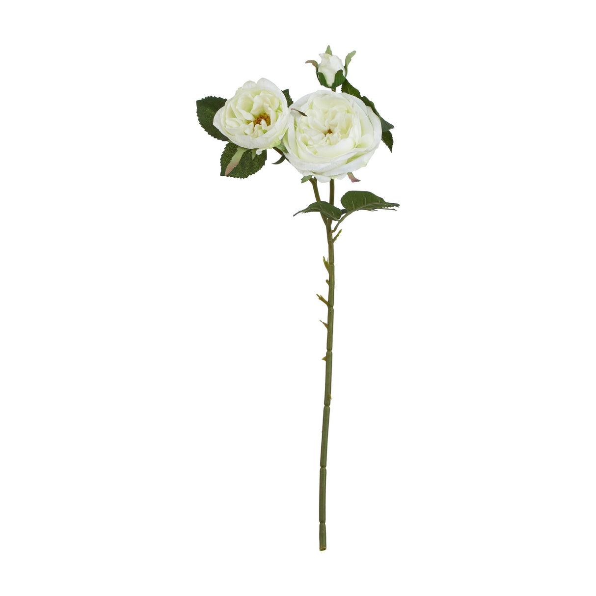 White Charity Rose