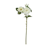 White Charity Rose