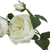 White Charity Rose