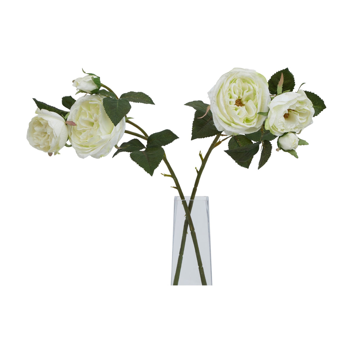 White Charity Rose