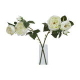 White Charity Rose