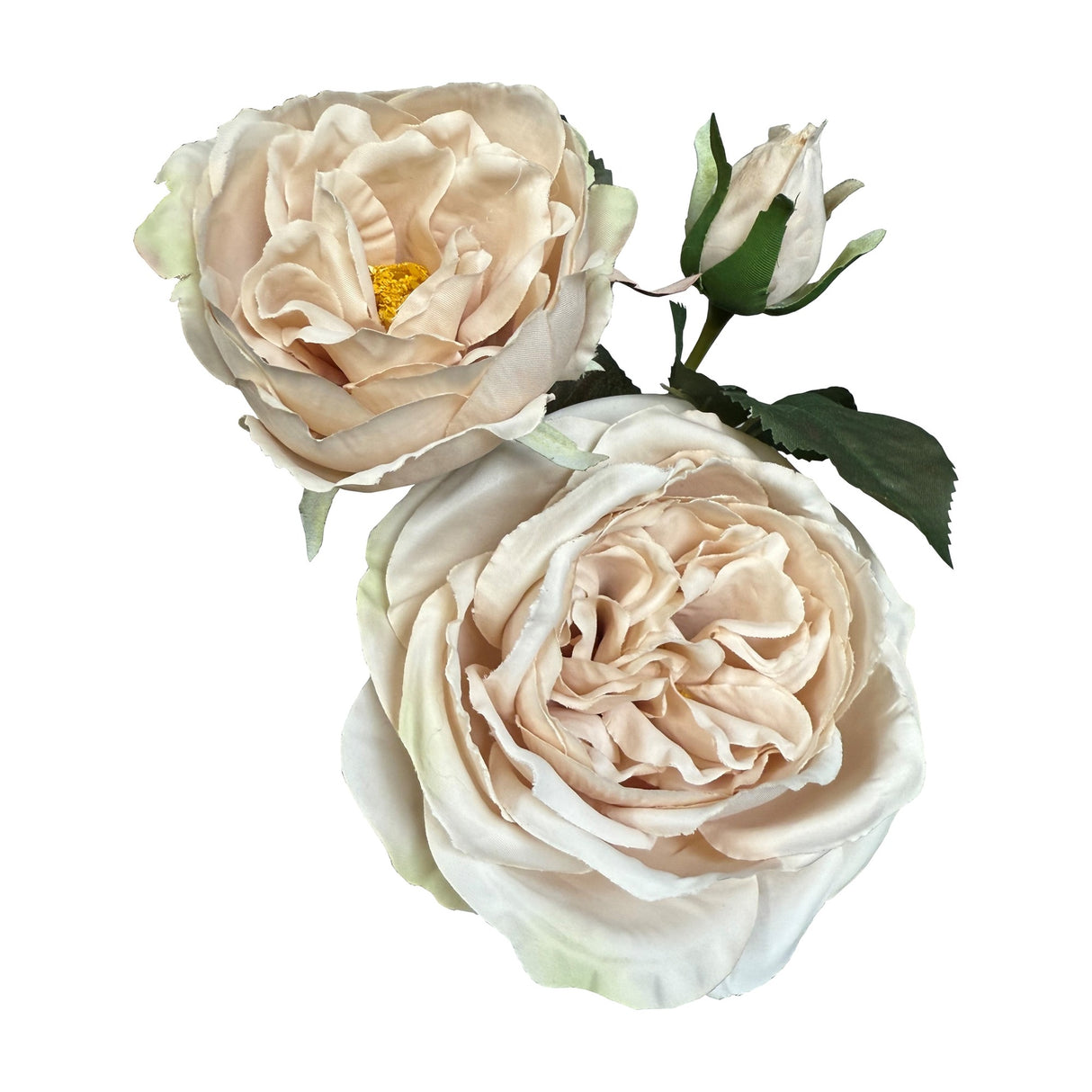 Palest Blush Charity Rose