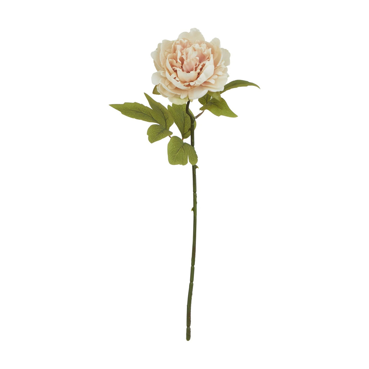 Blush Peony