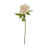 Blush Peony