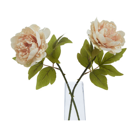Blush Peony