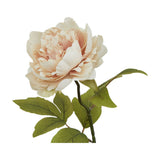 Blush Peony
