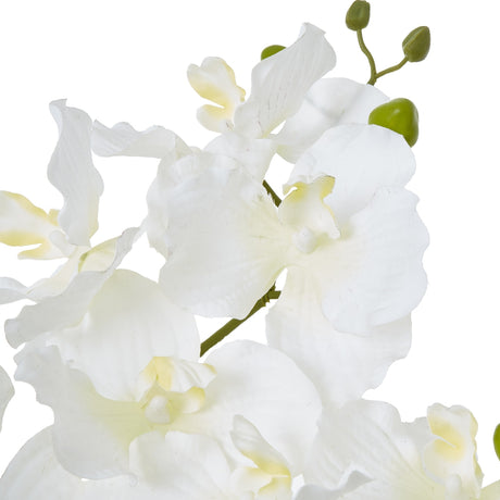 Close-up of Hill Interiors White Vanda Orchid Plant showing white blooms with soft veining, green buds and arching stem against a plain white background.