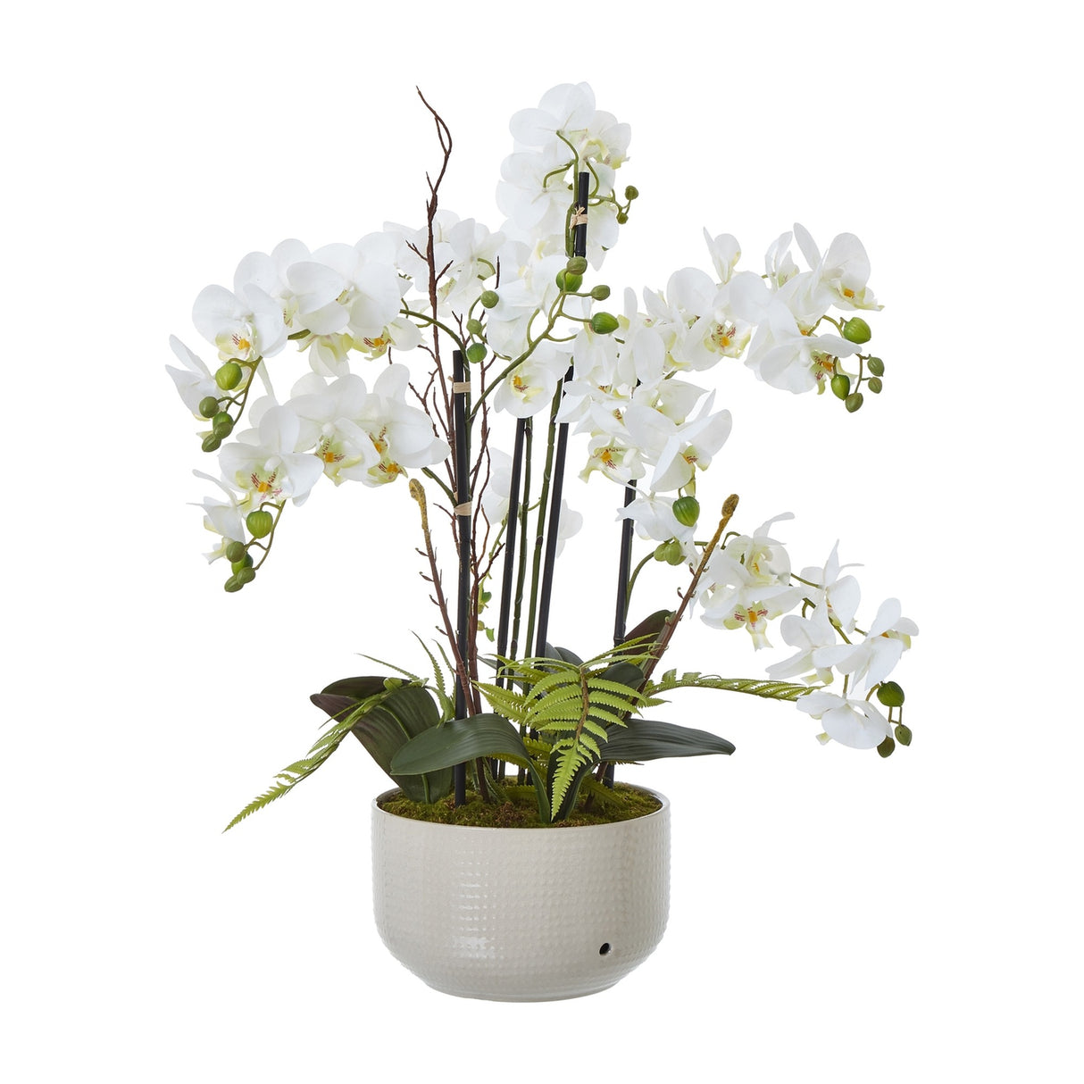 Large White Orchid In Ceramic Pot