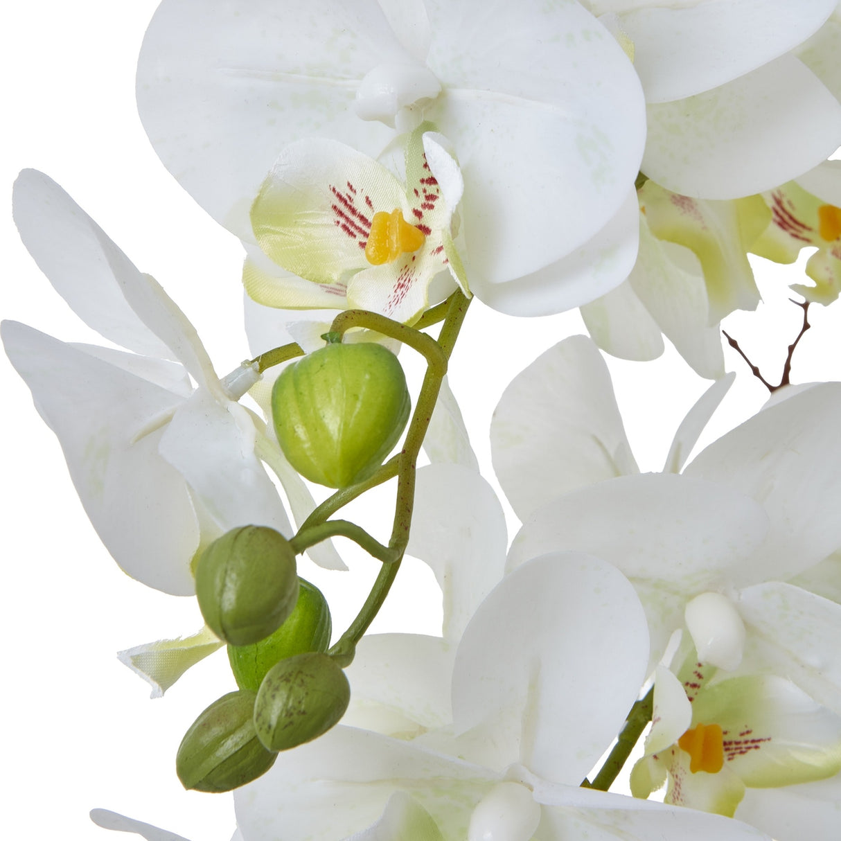 Large White Orchid In Ceramic Pot