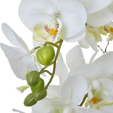 Large White Orchid In Ceramic Pot