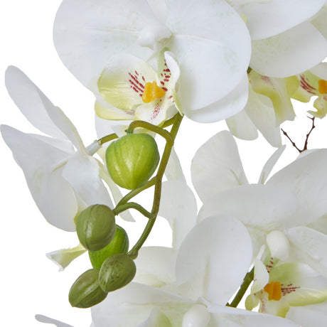 Large White Orchid In Ceramic Pot
