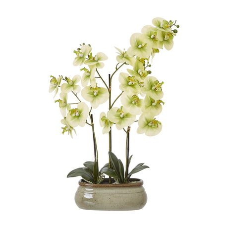 Hill Interiors Large Green Orchid in Ceramic Pot, a tall faux phalaenopsis with green petals and leaves in a glazed stoneware bowl on a white background.