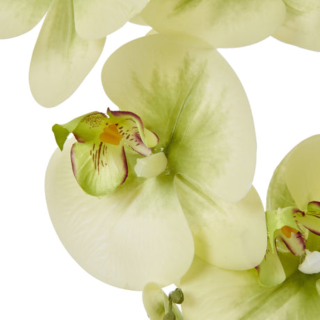 Close-up of Hill Interiors Large Green Orchid faux plant with moulded plastic petals, subtle veining and burgundy-tipped centres on a white background.