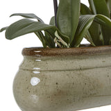 Close-up of Hill Interiors Large Green Orchid's glazed cream ceramic pot with brown rim, showing green leaves fanning out from the base.