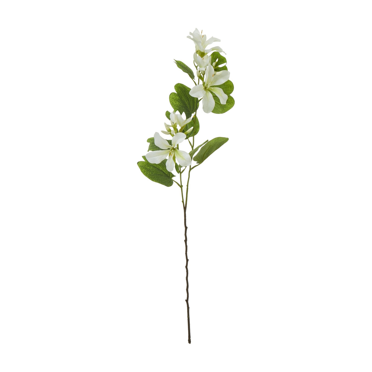 Cream Bauhinia Orchid Spray