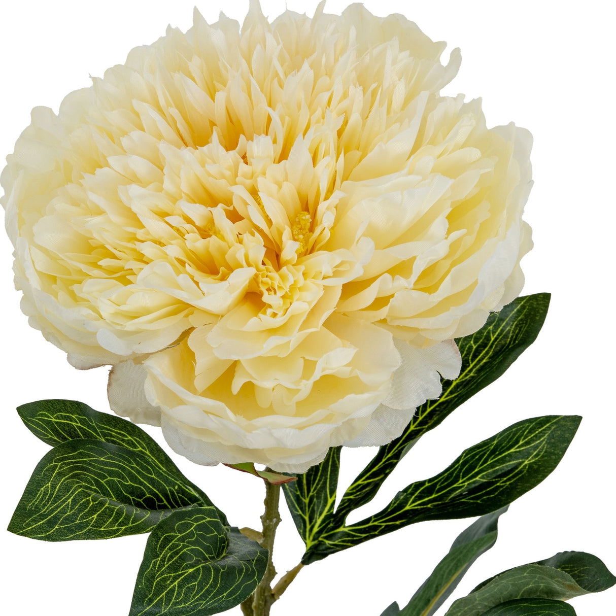 Large Buttermilk Double Peony Stem