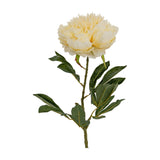 Large Buttermilk Double Peony Stem