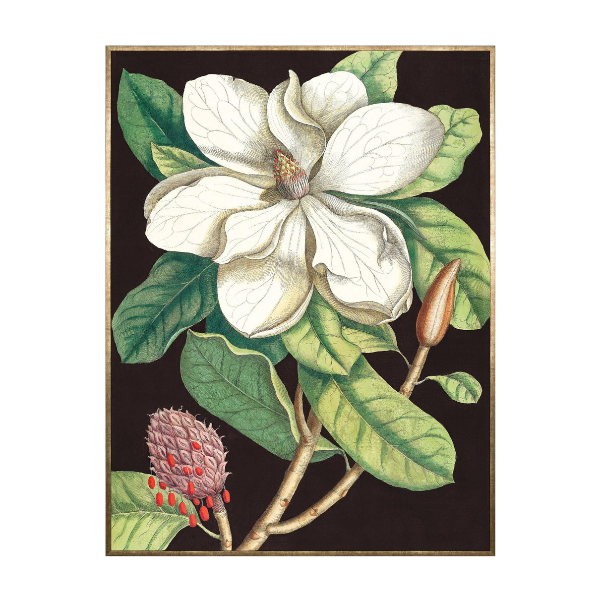 Laurel Tree Botanical Framed Canvas – White Magnolia